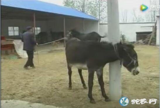 肉驴繁殖、肉驴繁殖养殖视频