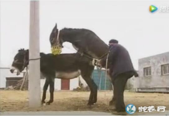 肉驴繁殖、肉驴繁殖养殖视频