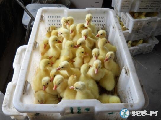 鹅苗、哪里有鹅苗卖?多少钱一只?