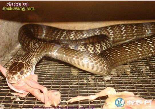 水律蛇前几天吃的特别多、现在吃的很少怎么回事？