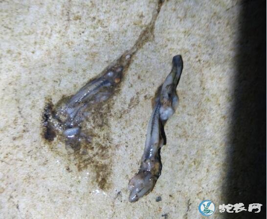 水律蛇前几天吃的特别多、现在吃的很少怎么回事?