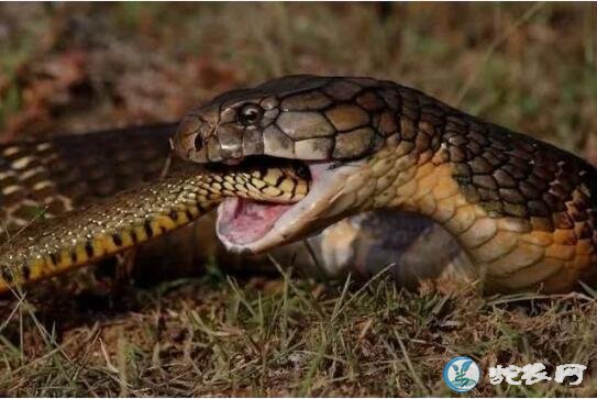 眼镜蛇的天敌是什么？什么动物喜欢吃眼镜蛇？