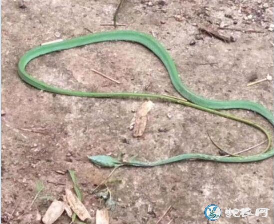 绿色水蛇、身上是绿色有黑斑的蛇都有哪些？