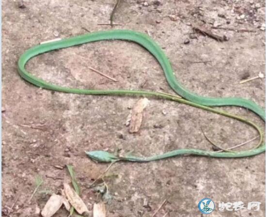 绿色水蛇、身上是绿色有黑斑的蛇都有哪些?