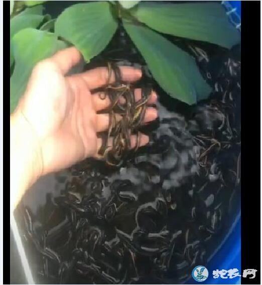 中华水蛇怎么养?蛇友谈水蛇最新养殖技术成果!