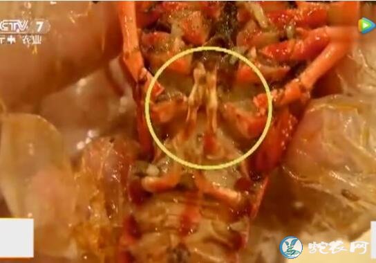 小龙虾怎么吃、小龙虾怎么吃视频教程