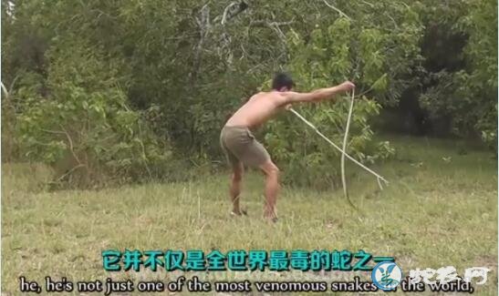 黑曼巴蛇和人跑的视频，看看黑曼巴蛇有多快？