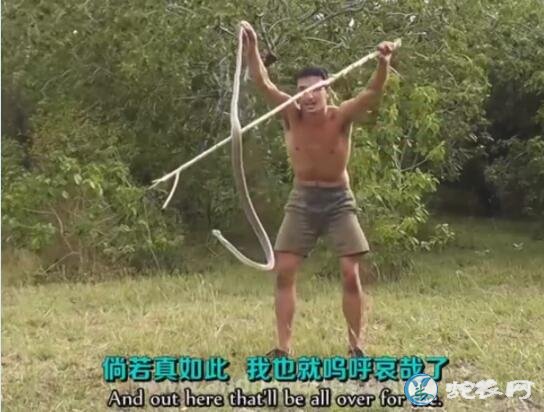 黑曼巴蛇和人跑的视频,看看黑曼巴蛇有多快?
