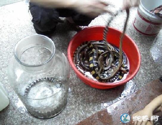 金环蛇是国家几级保护动物?