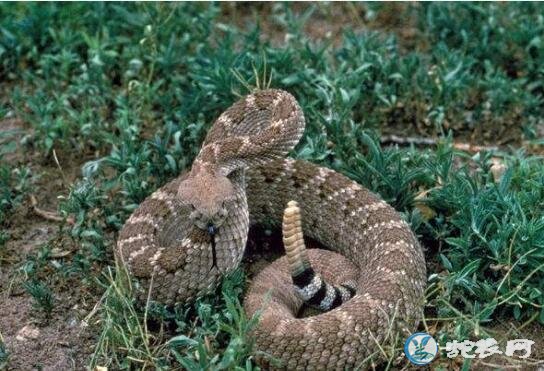 响尾蛇是一个怎样的动物？有人问会响尾巴的蛇都是响尾蛇吗？