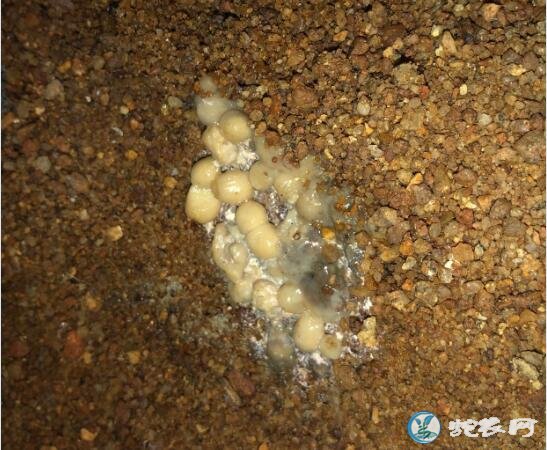 图说养蛇:蛇拉珍珠状白色粪便怎么回事?是肠炎吗?