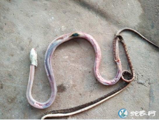 图说养蛇:蛇场死蛇解剖发现肺部白色斑点分享