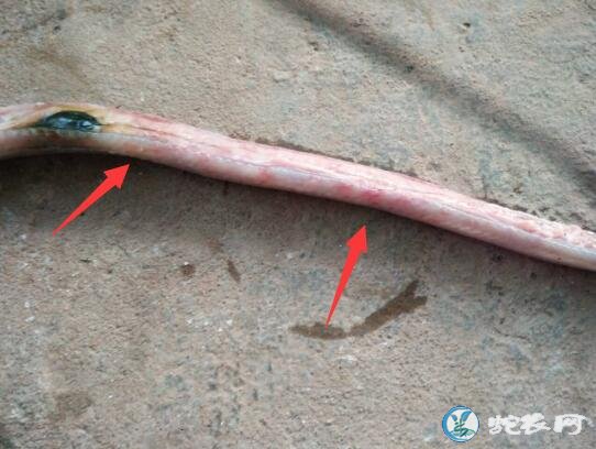图说养蛇:蛇场死蛇解剖发现肺部白色斑点分享