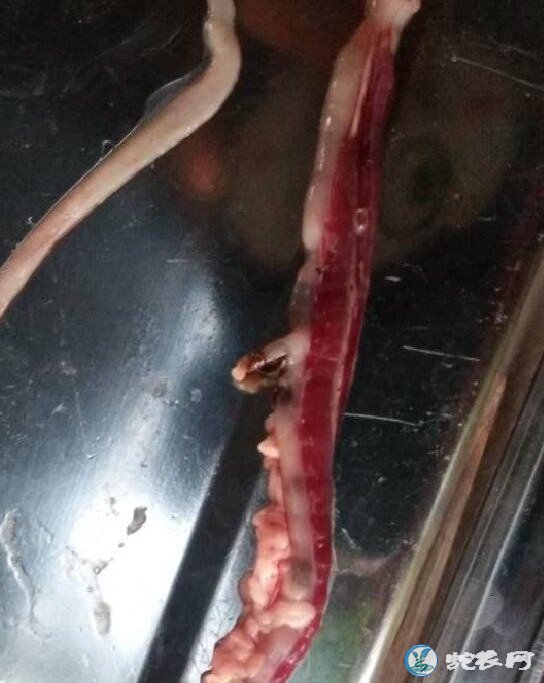 图说养蛇:蛇场死蛇解剖发现肺部白色斑点分享