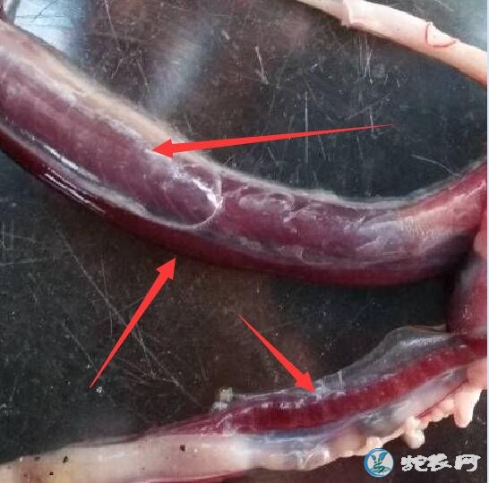 图说养蛇:蛇场死蛇解剖发现肺部白色斑点分享