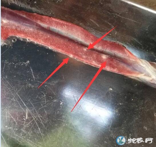 图说养蛇:蛇场死蛇解剖发现肺部白色斑点分享