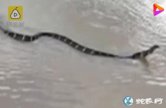 云南村民钓鱼钓上黑色怪物！原来是4米长眼镜王蛇！