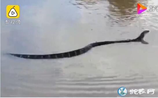 云南村民钓鱼钓上黑色怪物！原来是4米长眼镜王蛇！