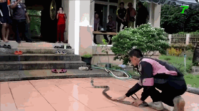 泰国4米眼镜王蛇屋里捕鼠蛇吓哭女主人！抓蛇专家的操作如此轻松！