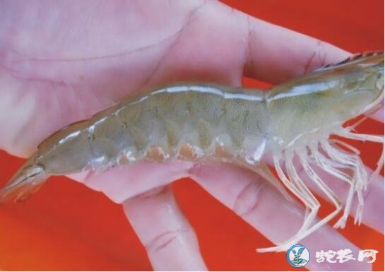 养对虾技术、南美白对虾的生态习性了解