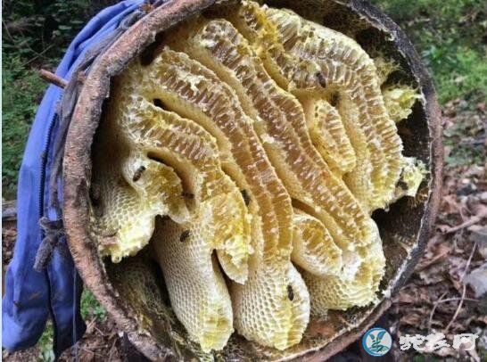 土蜂蜜、土蜂蜜市场价格?多少钱一斤?