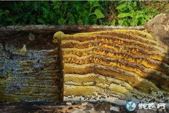 土蜂蜜、土蜂蜜市场价格？多少钱一斤？