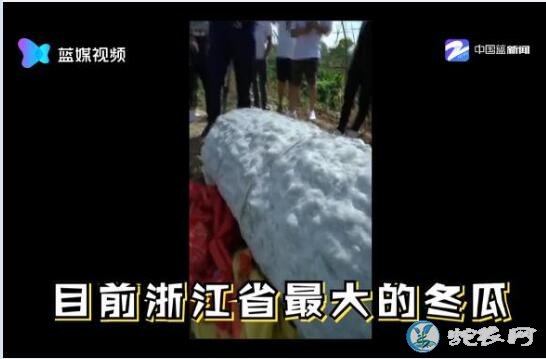 447.8斤重南瓜!世界上最大的南瓜视频点击量达近百万!