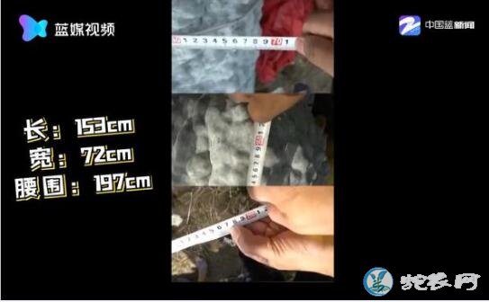 447.8斤重南瓜!世界上最大的南瓜视频点击量达近百万!