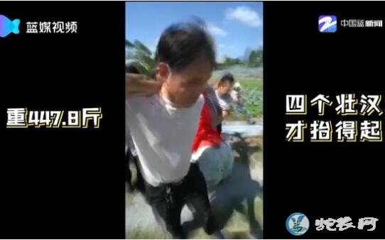 447.8斤重南瓜!世界上最大的南瓜视频点击量达近百万!