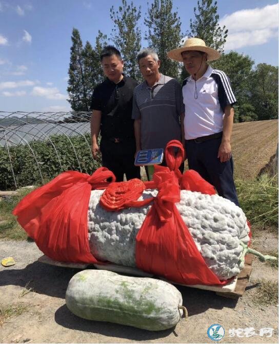 447.8斤重南瓜!世界上最大的南瓜视频点击量达近百万!