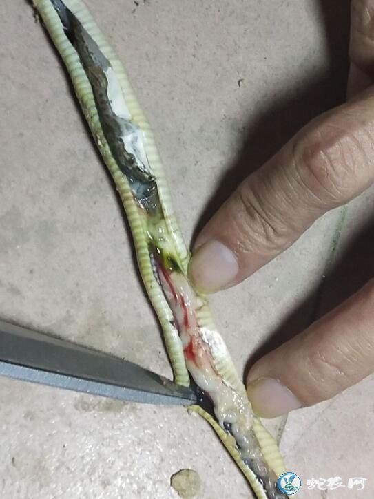 图说养蛇:蛇苗吃食物后突然死亡是怎么回事?