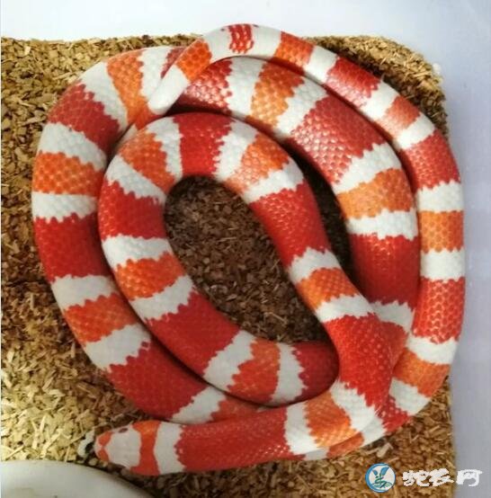 原来洪都拉斯奶蛇这么美！被蛇友饲养的震撼到了！