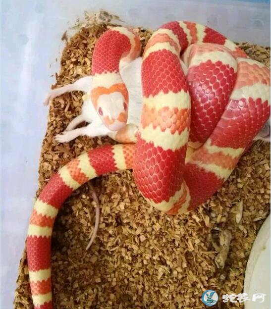 原来洪都拉斯奶蛇这么美！被蛇友饲养的震撼到了！