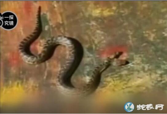美国蛇友野外发现罕见双头蛇！两个头的性格不同相互撕咬！