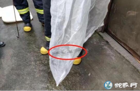 毒蛇爬门前不走!顺德男子吓得报警!