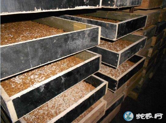 黄粉虫的价格、2019面包虫多少钱一斤?