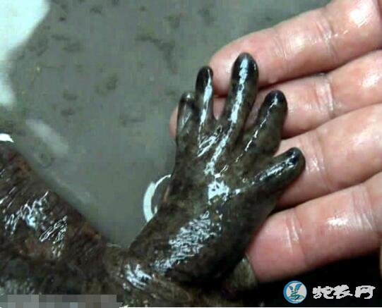 世界上最大的娃娃鱼!中国大鲵体长达2米,《山海经》记载的动物!