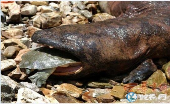 世界上最大的娃娃鱼！中国大鲵体长达2米，《山海经》记载的动物！