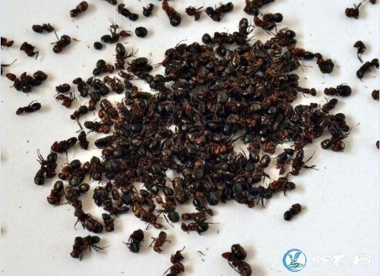 黑蚂蚁价格多少钱一斤