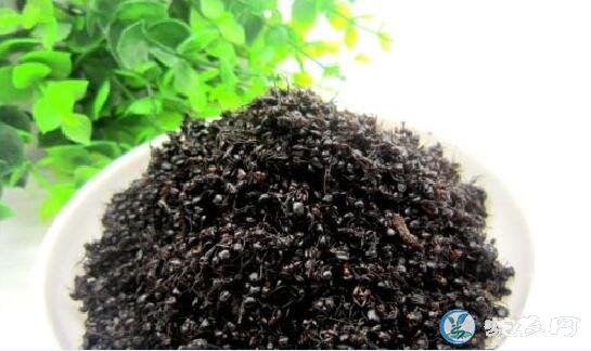 黑蚂蚁价格多少钱一斤
