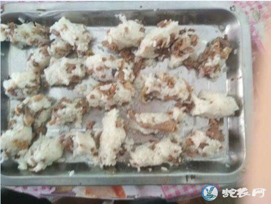 养蛇人用米饭、豆腐喂蛇!都是逗印、快熟惹的祸!