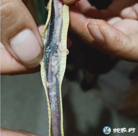用歪头病蛙喂蛇会传染歪头病吗?