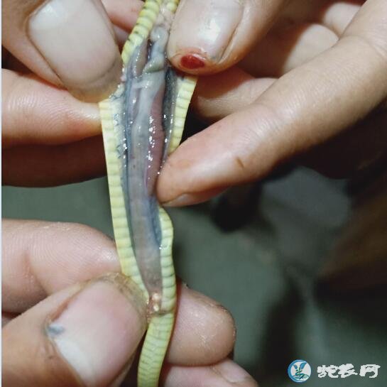 用歪头病蛙喂蛇会传染歪头病吗?