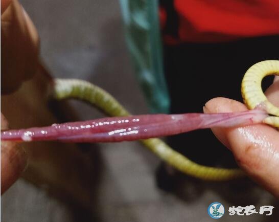 用歪头病蛙喂蛇会传染歪头病吗?