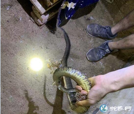 养蛇场蛇蜕皮不下怎么办?帮助蜕皮是否能解决问题呢?
