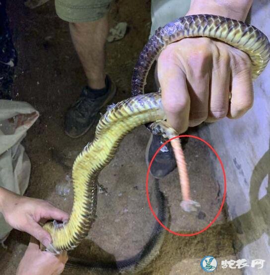 养蛇场蛇蜕皮不下怎么办?帮助蜕皮是否能解决问题呢?