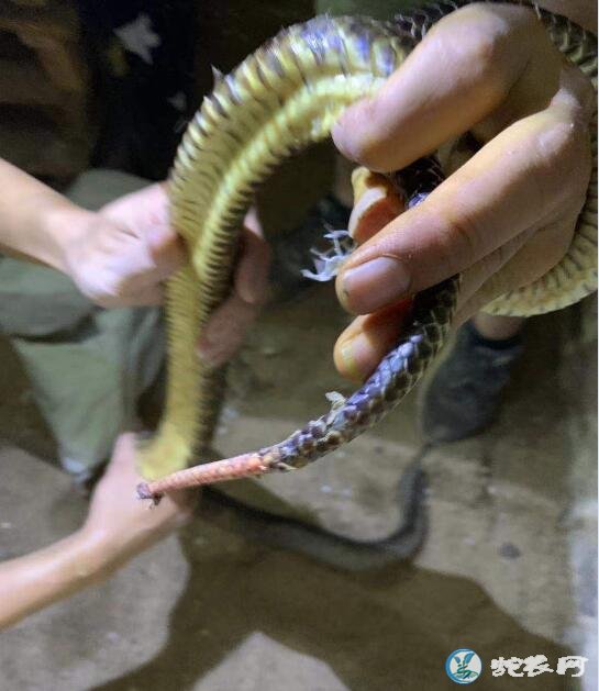 养蛇场蛇蜕皮不下怎么办?帮助蜕皮是否能解决问题呢?