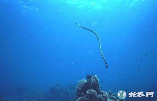 被世界第一毒蛇贝尔彻海蛇咬后有救吗？能活多久？