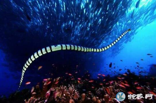 被世界第一毒蛇贝尔彻海蛇咬后有救吗？能活多久？