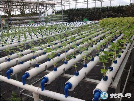 无土栽培蔬菜的坏处有哪些?